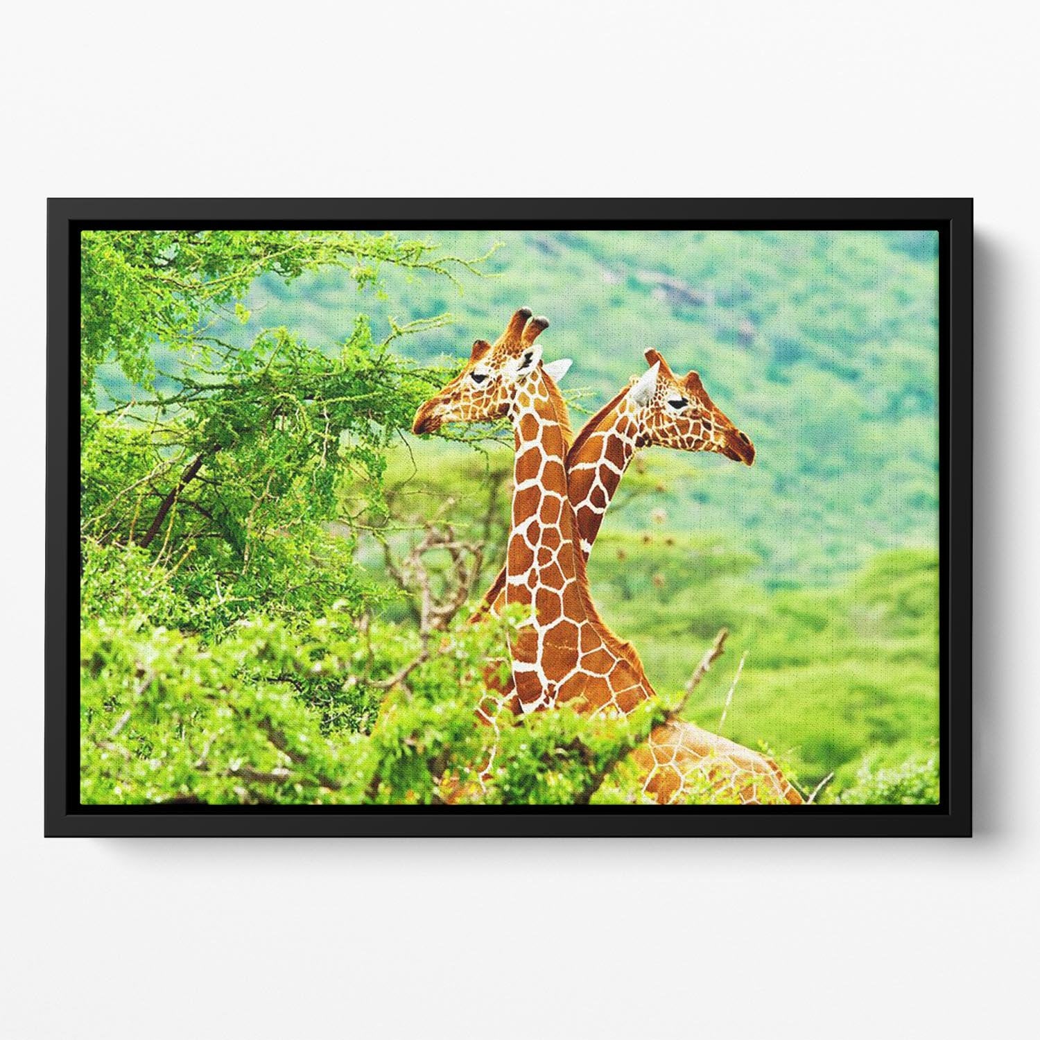 African giraffes family Floating Framed Canvas - Canvas Art Rocks - 2