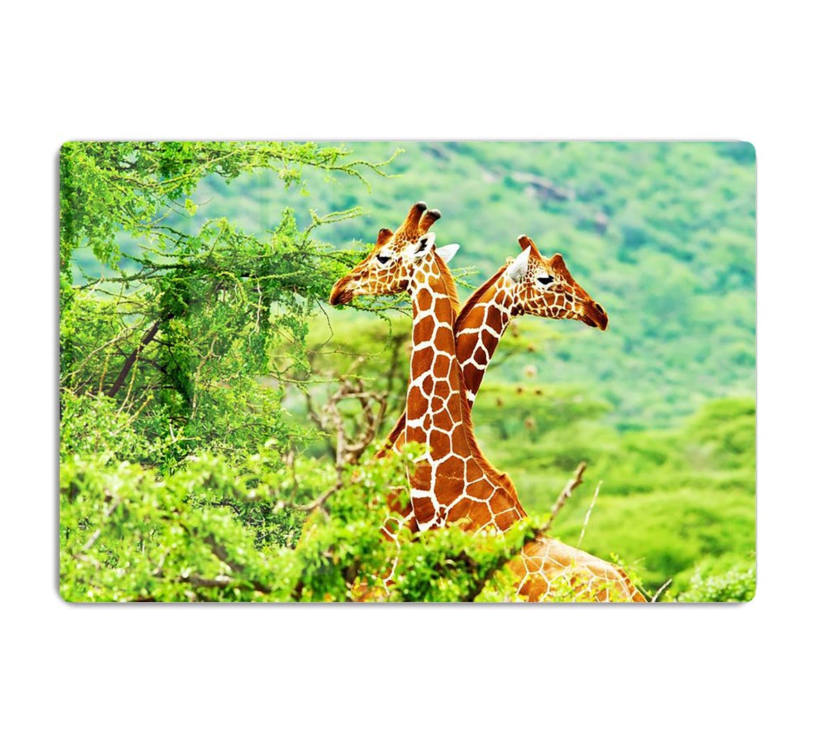 African giraffes family HD Metal Print - Canvas Art Rocks - 1