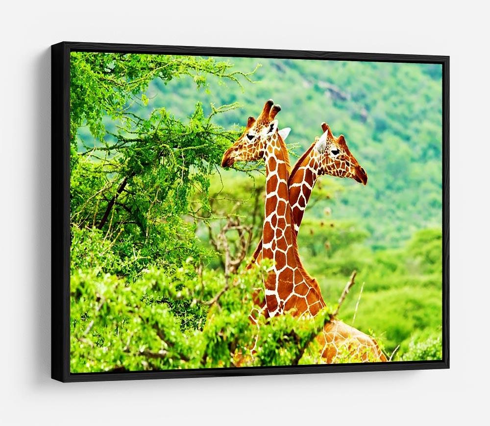 African giraffes family HD Metal Print - Canvas Art Rocks - 6