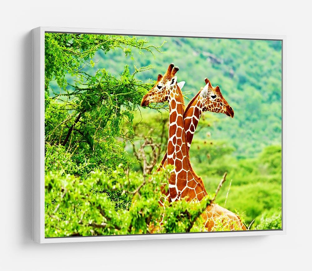 African giraffes family HD Metal Print - Canvas Art Rocks - 7