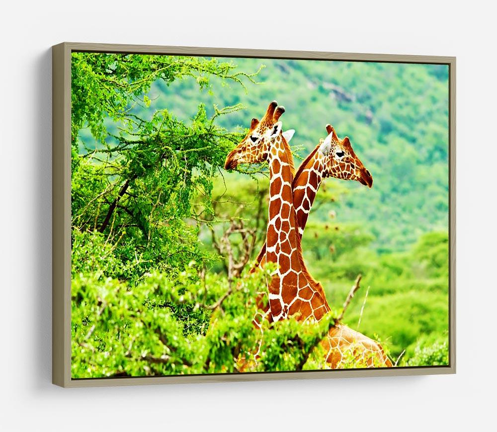 African giraffes family HD Metal Print - Canvas Art Rocks - 8