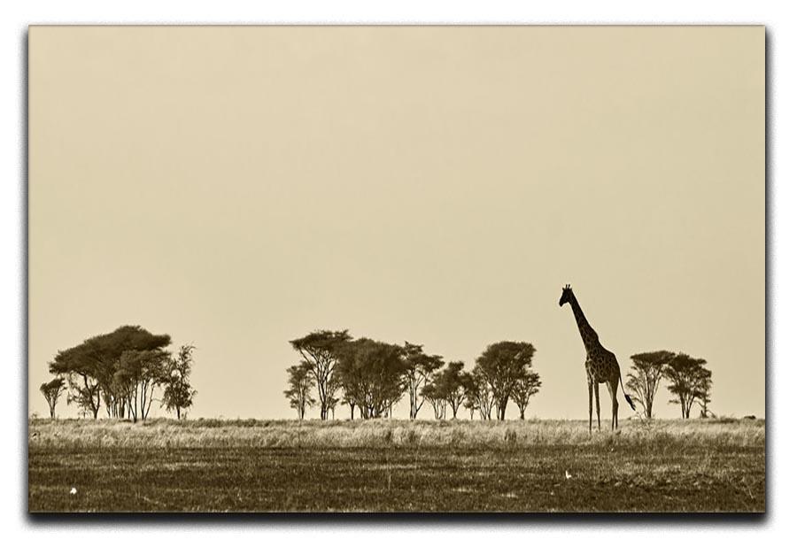 African landscape with giraffe in black and white Canvas Print or Poster - Canvas Art Rocks - 1