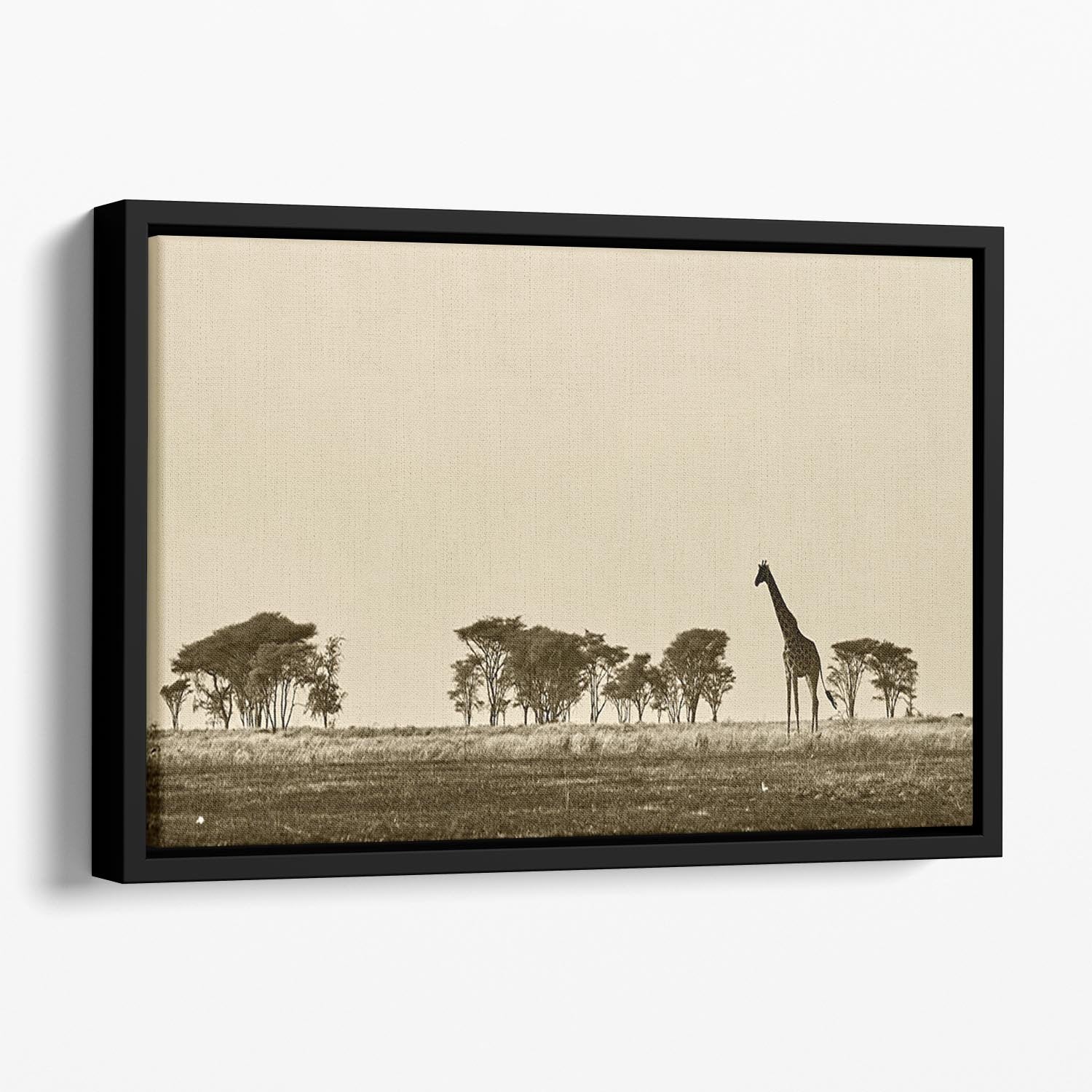 African landscape with giraffe in black and white Floating Framed Canvas - Canvas Art Rocks - 1