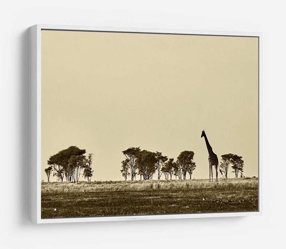 African landscape with giraffe in black and white HD Metal Print - Canvas Art Rocks - 7