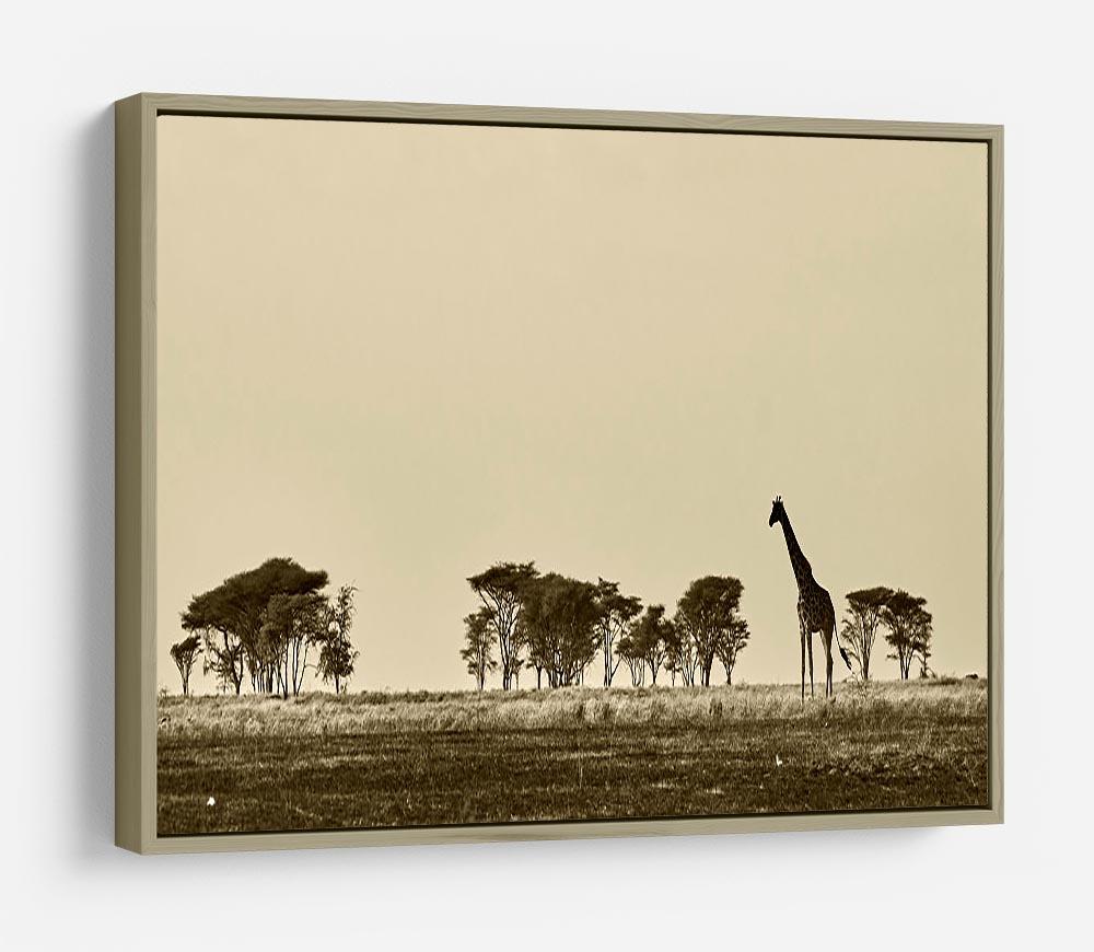 African landscape with giraffe in black and white HD Metal Print - Canvas Art Rocks - 8