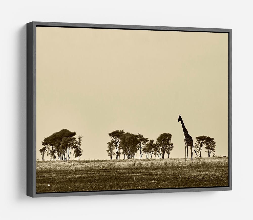 African landscape with giraffe in black and white HD Metal Print - Canvas Art Rocks - 9