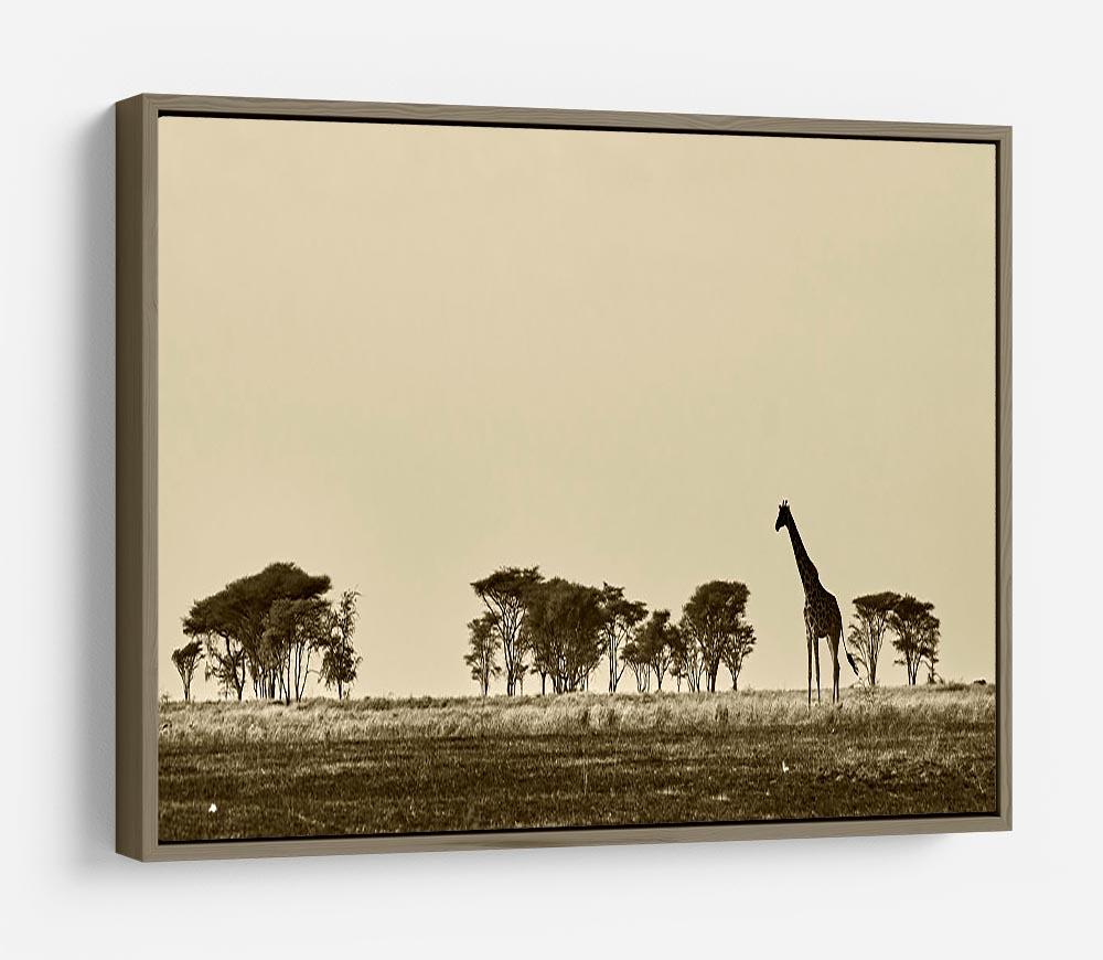 African landscape with giraffe in black and white HD Metal Print - Canvas Art Rocks - 10