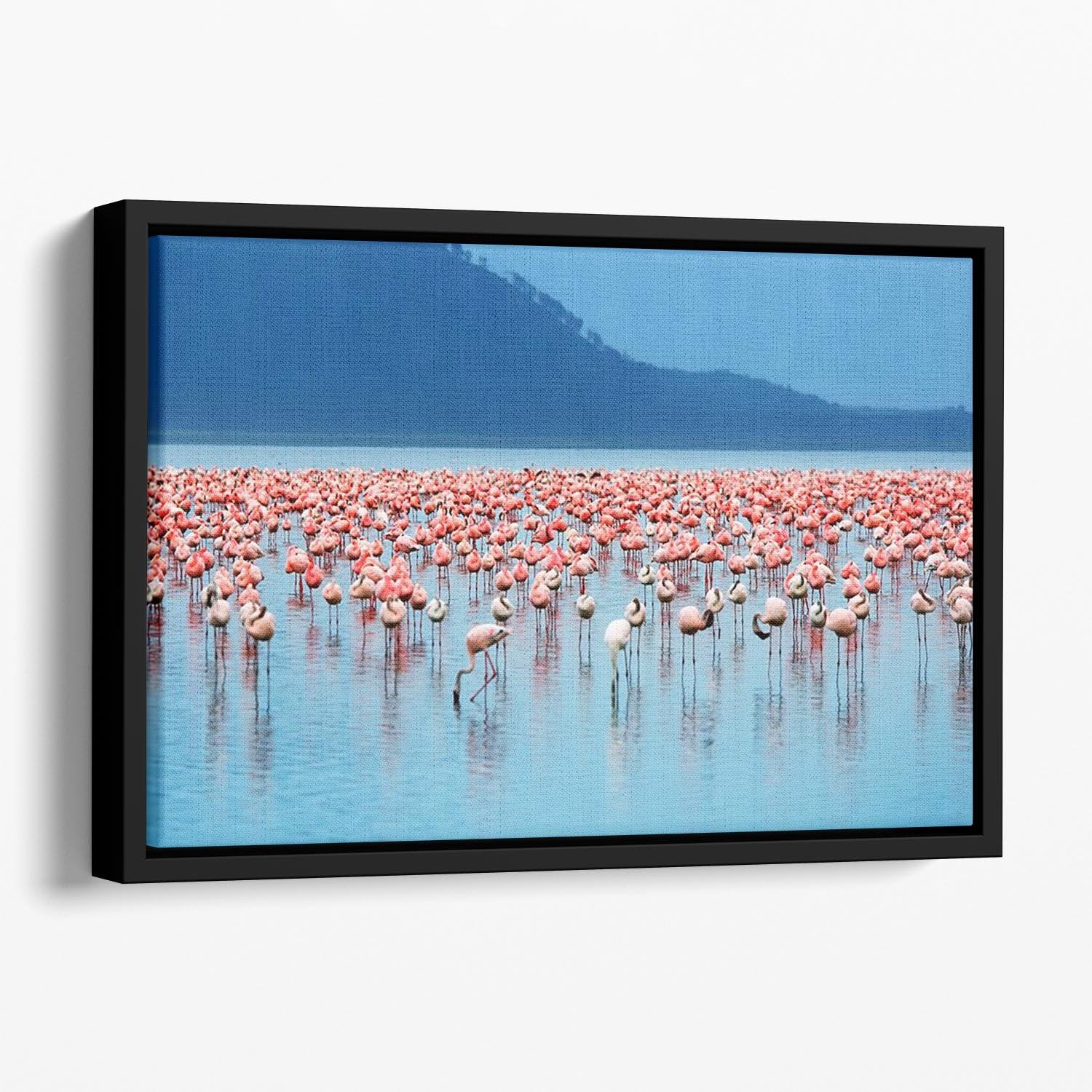 African safari flamingos in the lake Floating Framed Canvas - Canvas Art Rocks - 1