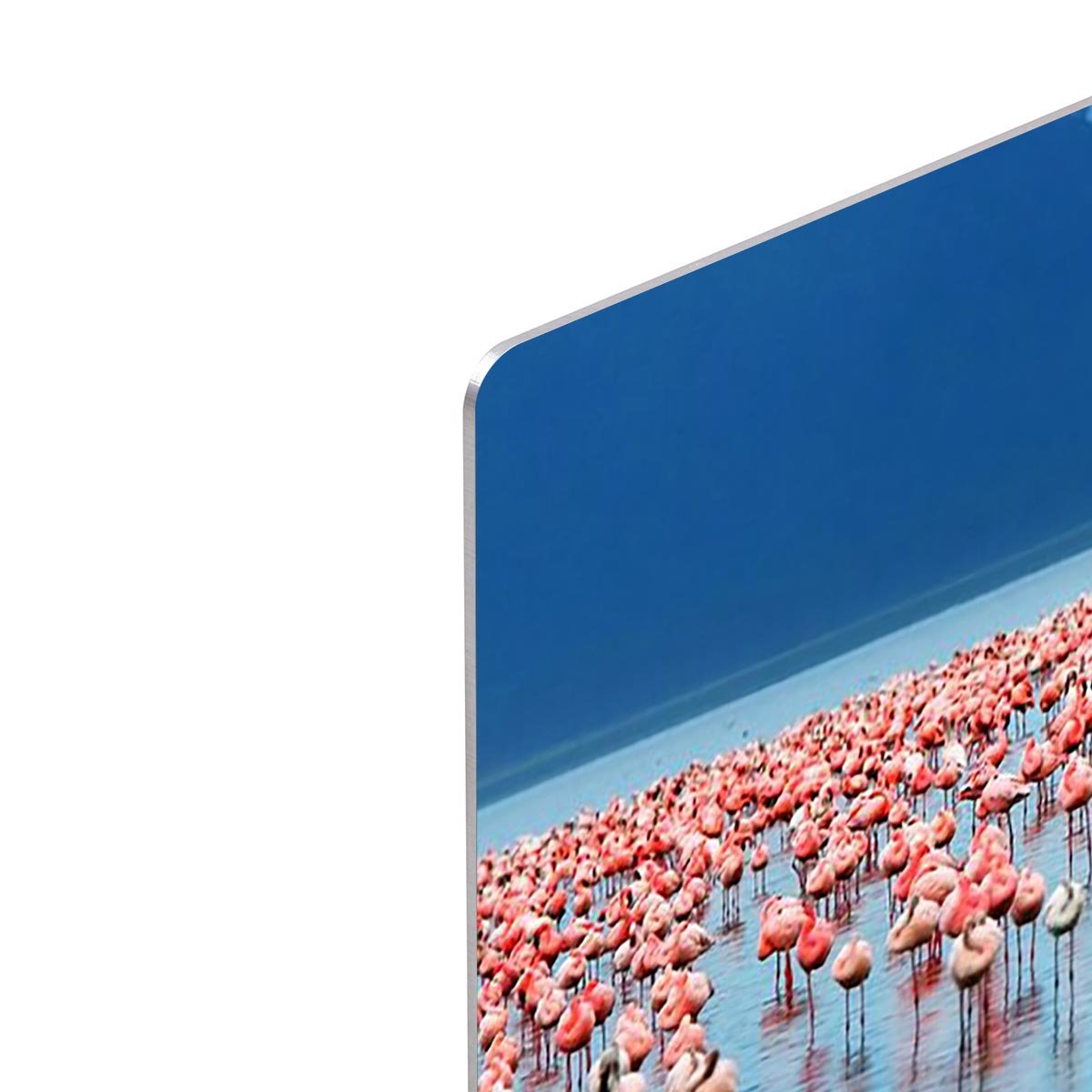 African safari flamingos in the lake HD Metal Print - Canvas Art Rocks - 4