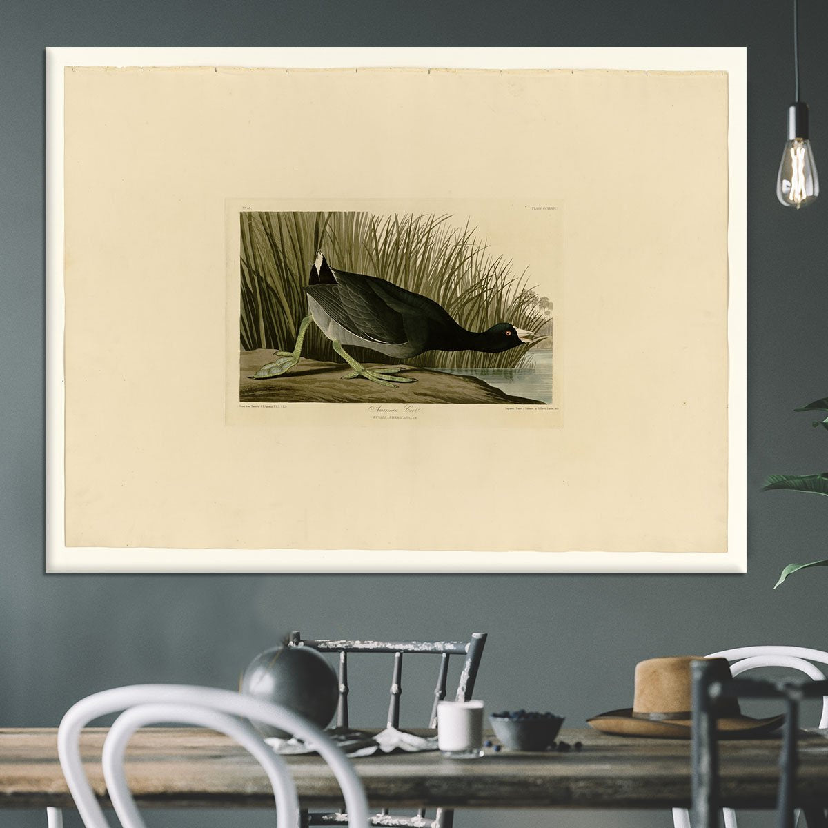 American Coot by Audubon Canvas Print or Poster