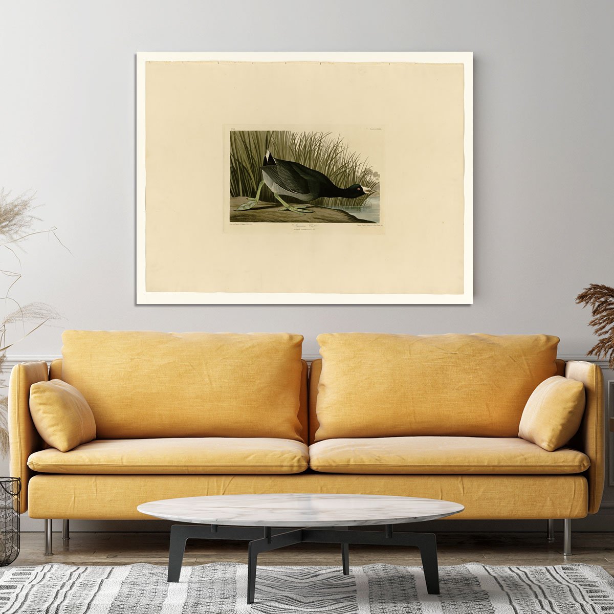 American Coot by Audubon Canvas Print or Poster