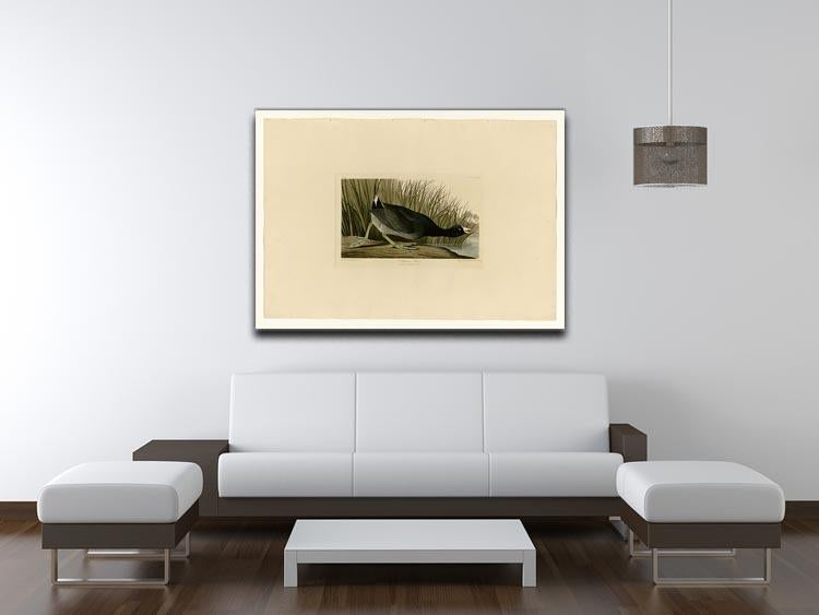American Coot by Audubon Canvas Print or Poster - Canvas Art Rocks - 4