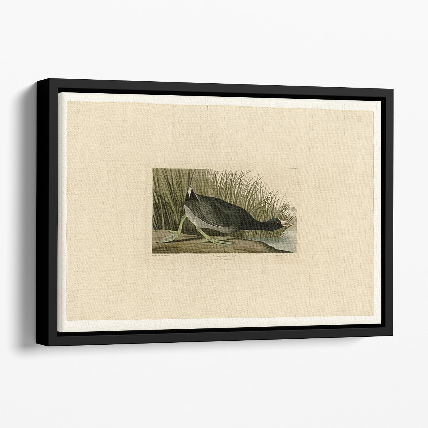 American Coot by Audubon Floating Framed Canvas