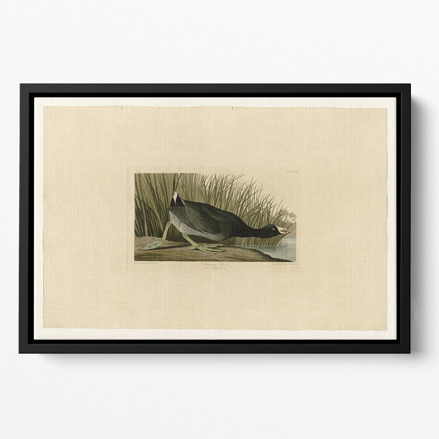 American Coot by Audubon Floating Framed Canvas