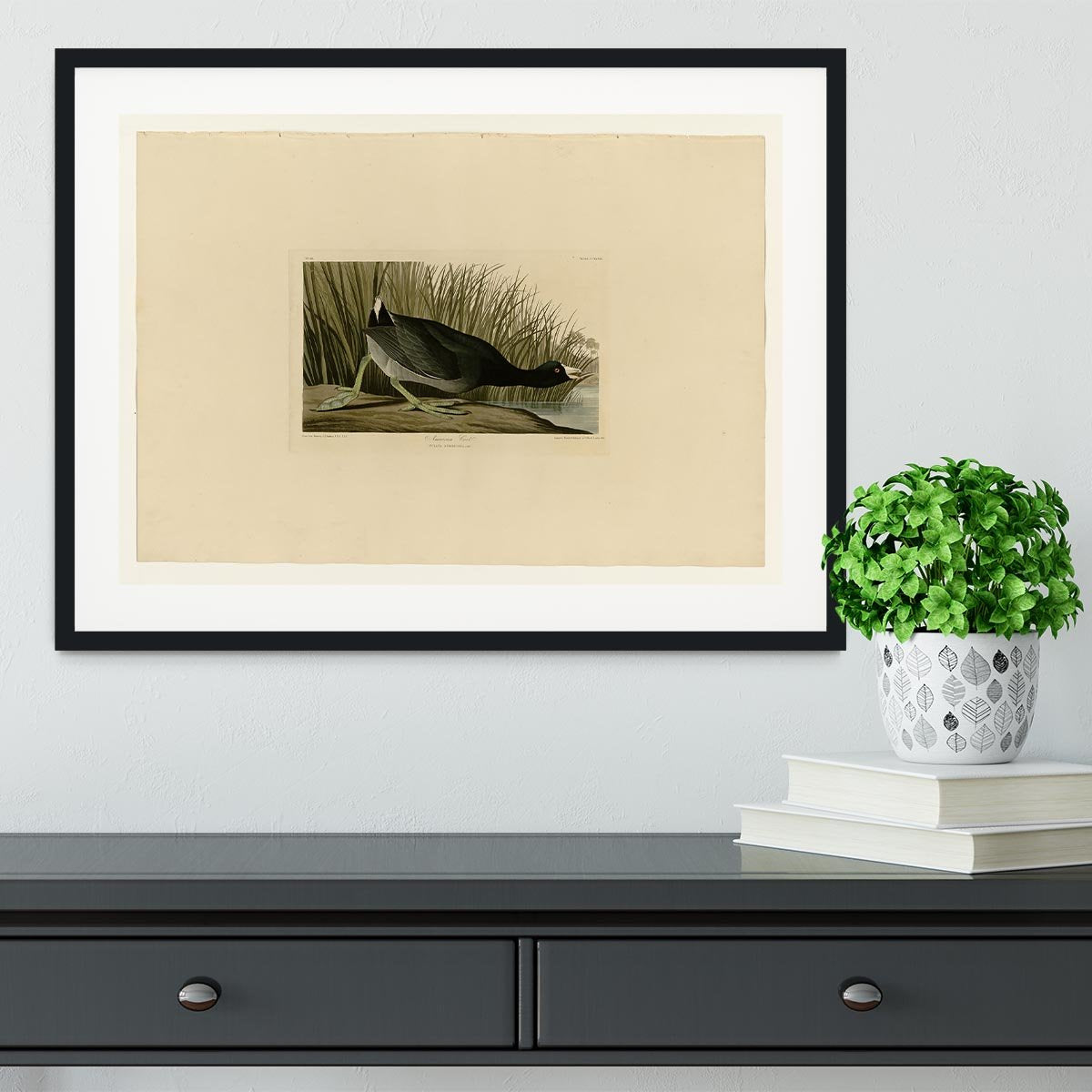 American Coot by Audubon Framed Print - Canvas Art Rocks - 1