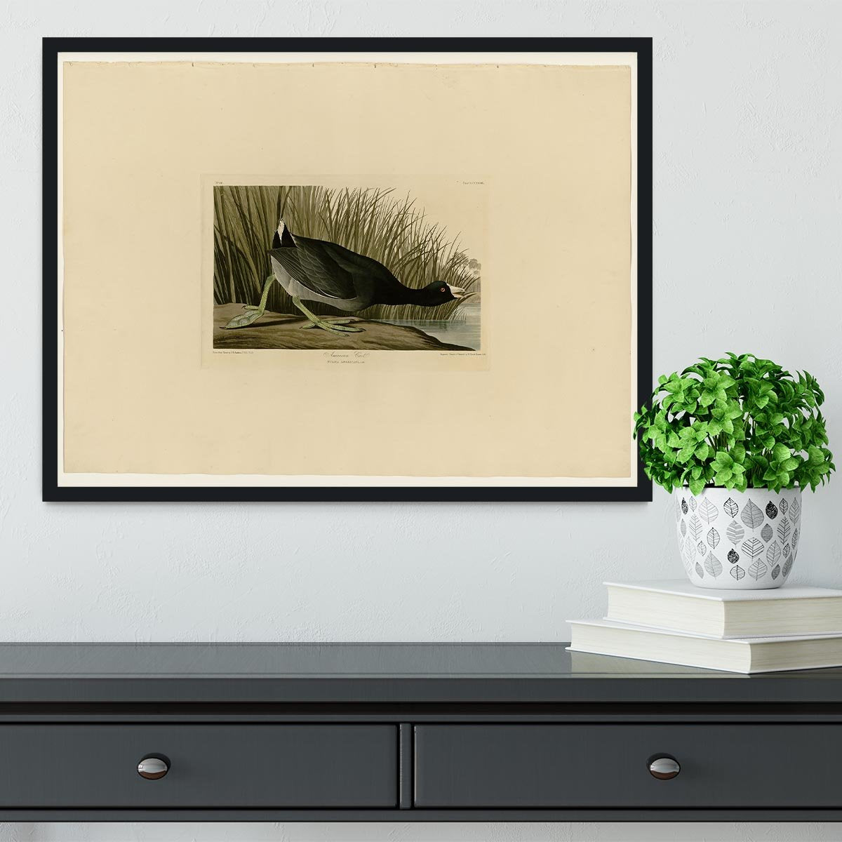 American Coot by Audubon Framed Print - Canvas Art Rocks - 2