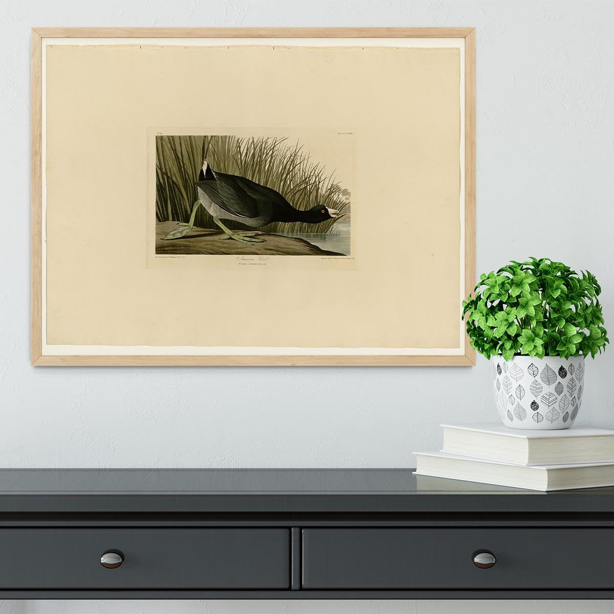 American Coot by Audubon Framed Print - Canvas Art Rocks - 4