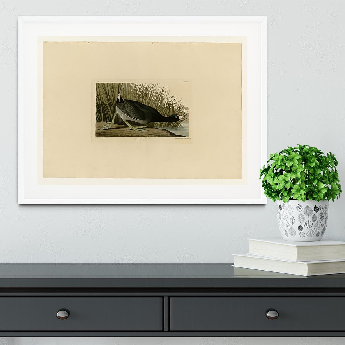 American Coot by Audubon Framed Print - Canvas Art Rocks - 5