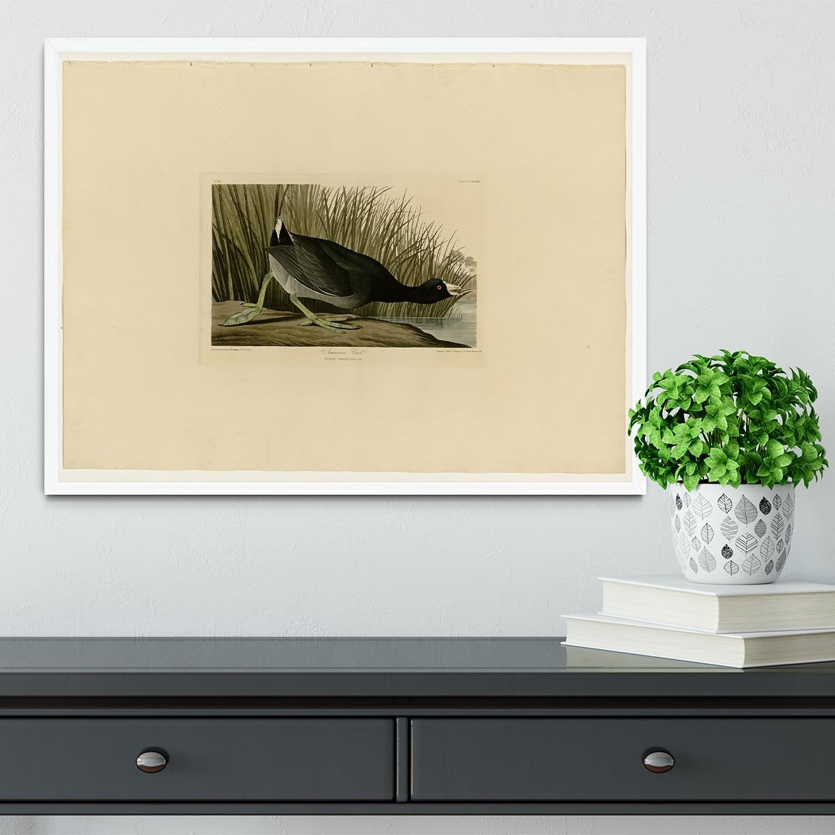American Coot by Audubon Framed Print - Canvas Art Rocks -6