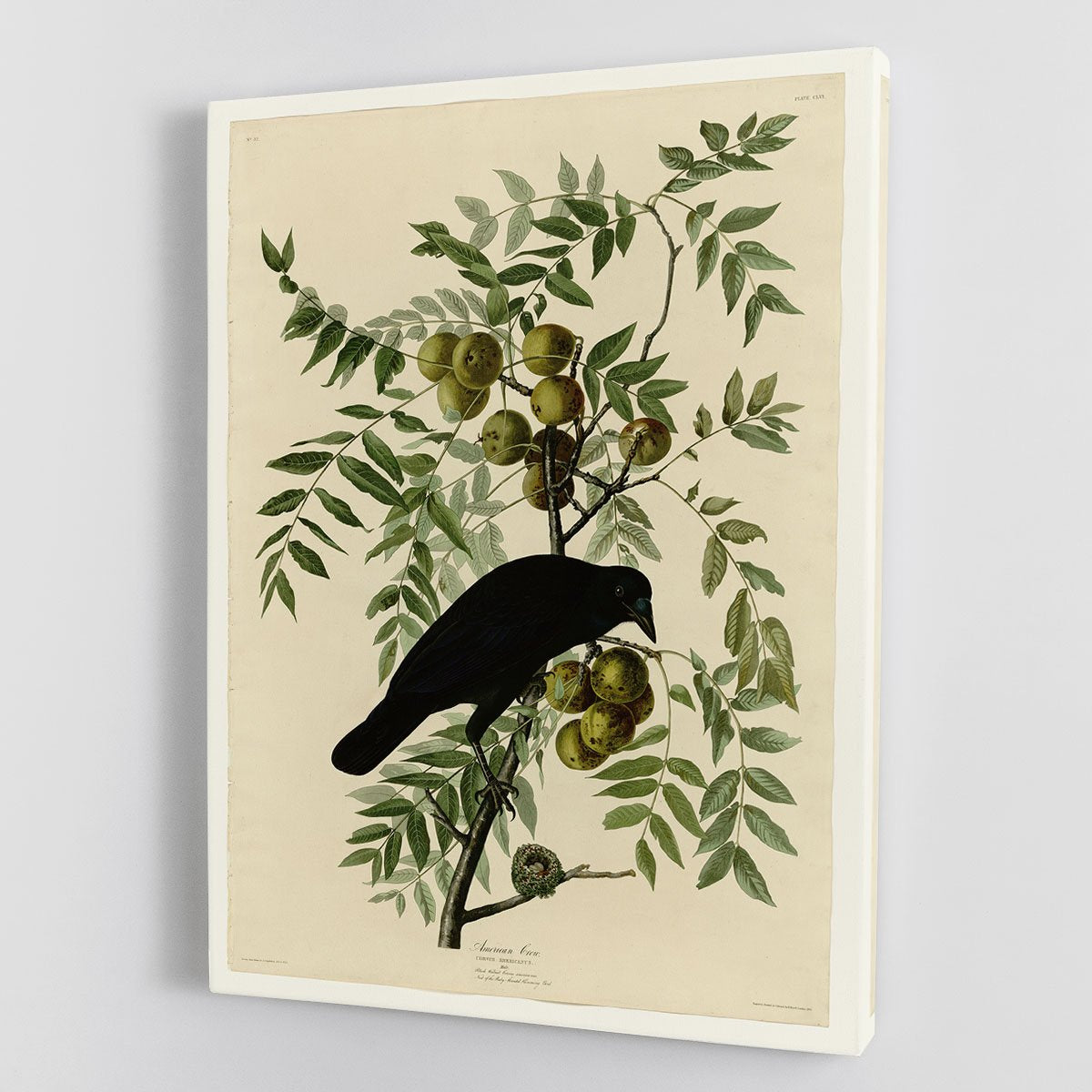 American Crow by Audubon Canvas Print or Poster