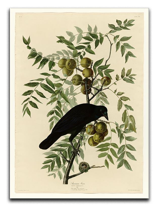 American Crow by Audubon Canvas Print or Poster - Canvas Art Rocks - 1