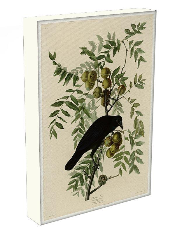 American Crow by Audubon Canvas Print or Poster - Canvas Art Rocks - 3