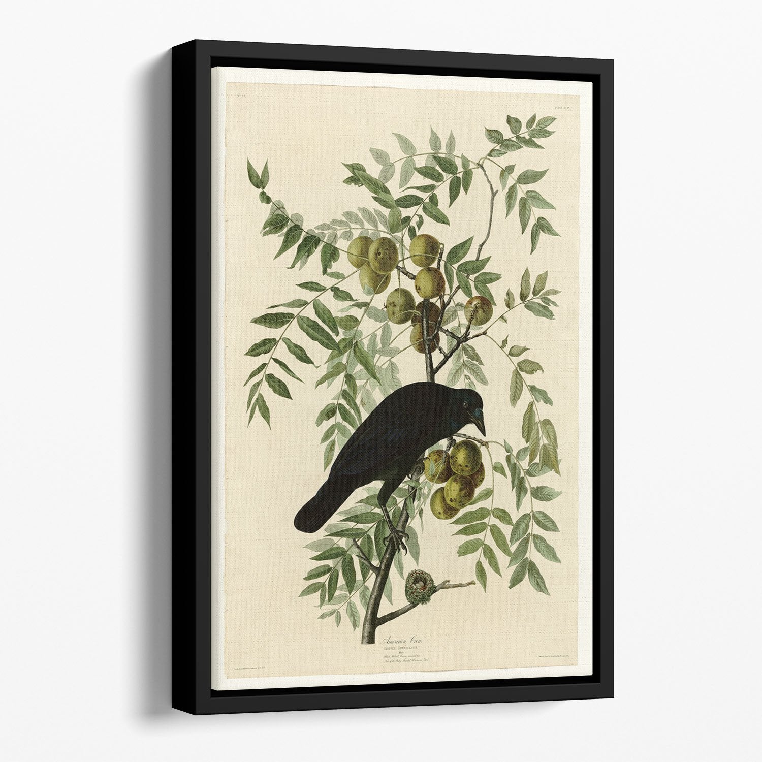 American Crow by Audubon Floating Framed Canvas