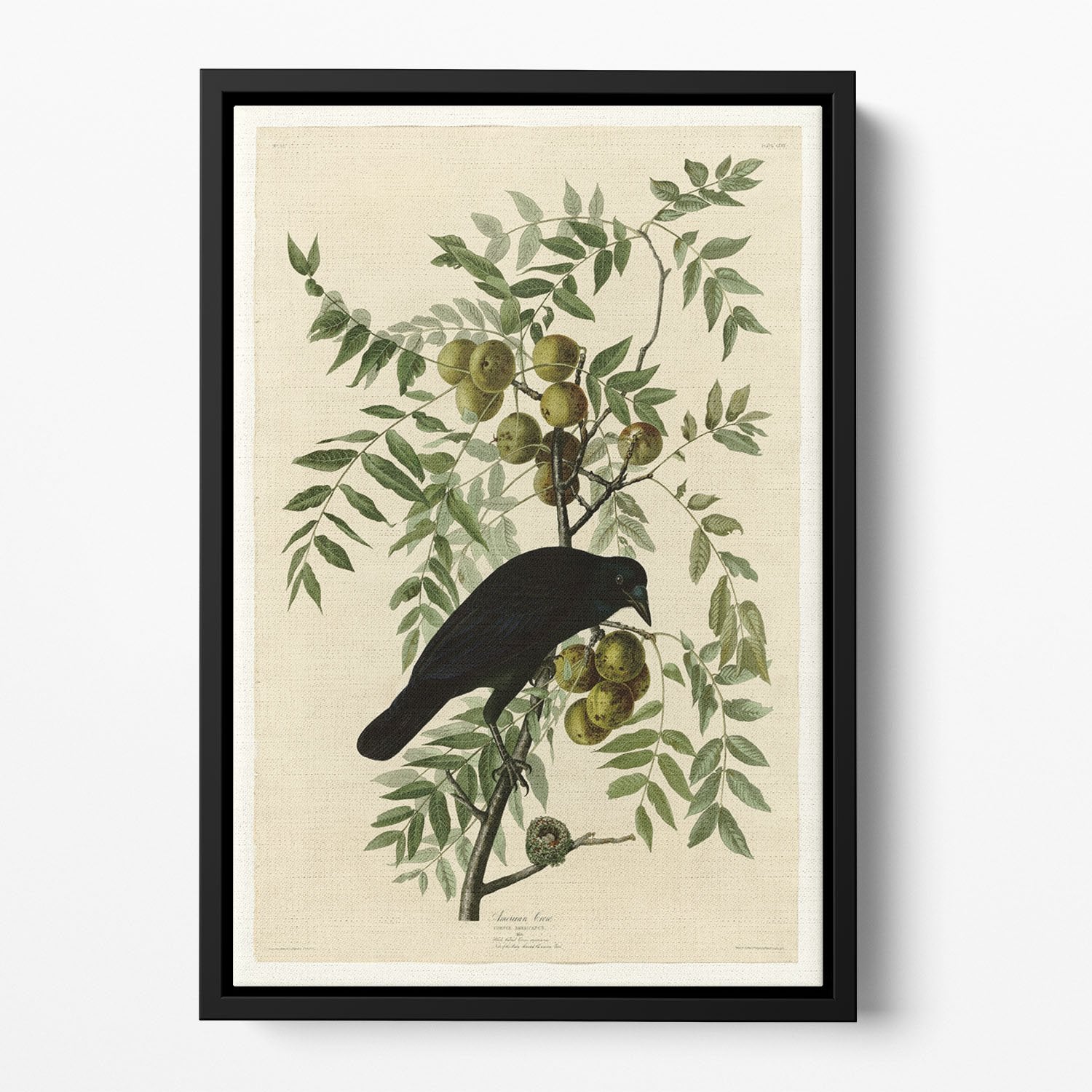 American Crow by Audubon Floating Framed Canvas