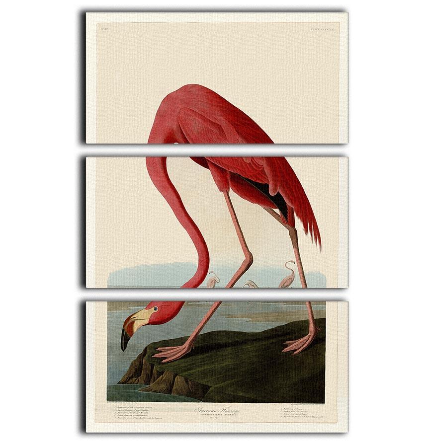 American Flamingo 2 by Audubon 3 Split Panel Canvas Print - Canvas Art Rocks - 1