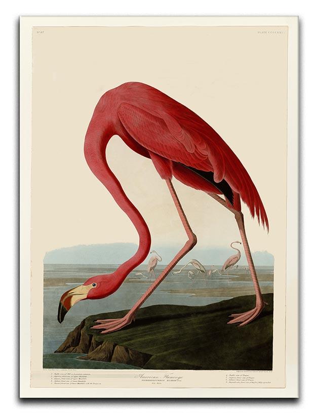 American Flamingo 2 by Audubon Canvas Print or Poster - Canvas Art Rocks - 1