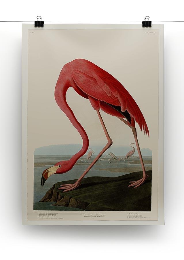 American Flamingo 2 by Audubon Canvas Print or Poster - Canvas Art Rocks - 2