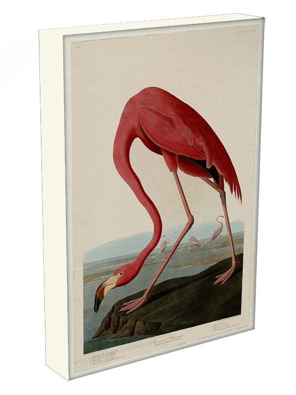 American Flamingo 2 by Audubon Canvas Print or Poster - Canvas Art Rocks - 3
