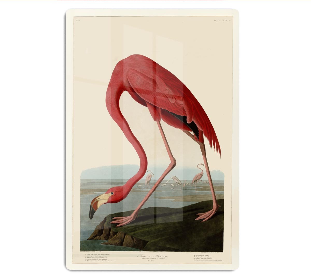American Flamingo 2 by Audubon HD Metal Print - Canvas Art Rocks - 1