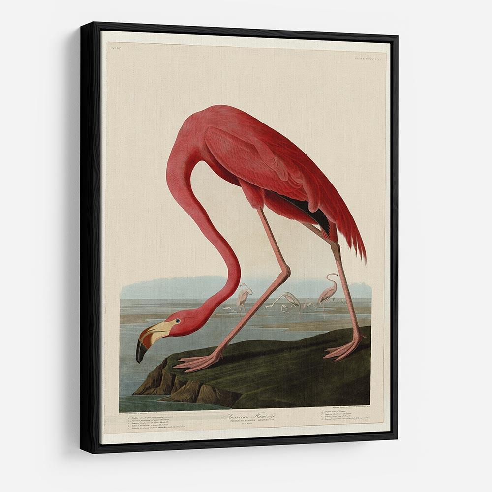 American Flamingo 2 by Audubon HD Metal Print - Canvas Art Rocks - 6