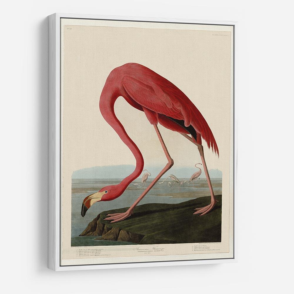American Flamingo 2 by Audubon HD Metal Print - Canvas Art Rocks - 7