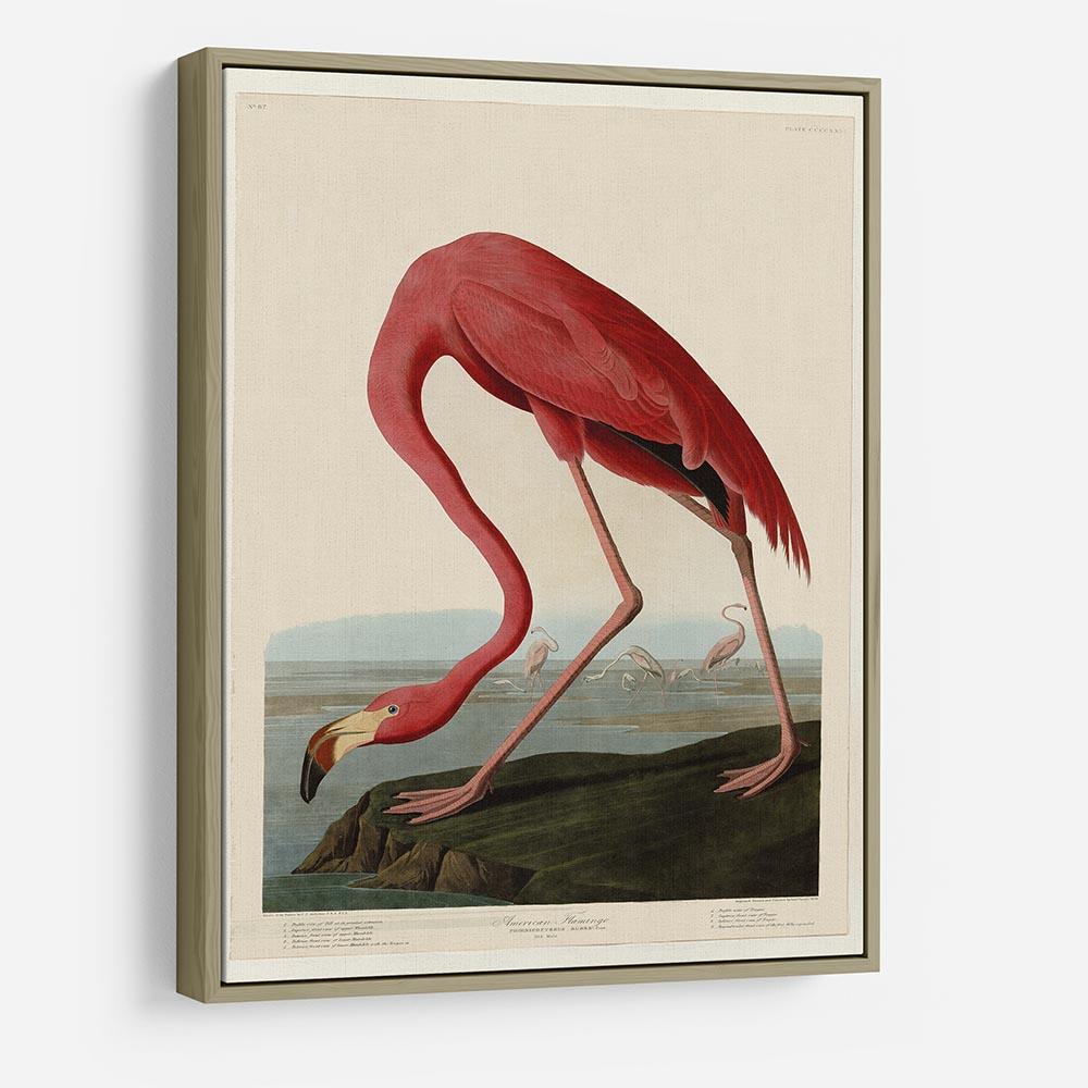 American Flamingo 2 by Audubon HD Metal Print - Canvas Art Rocks - 8