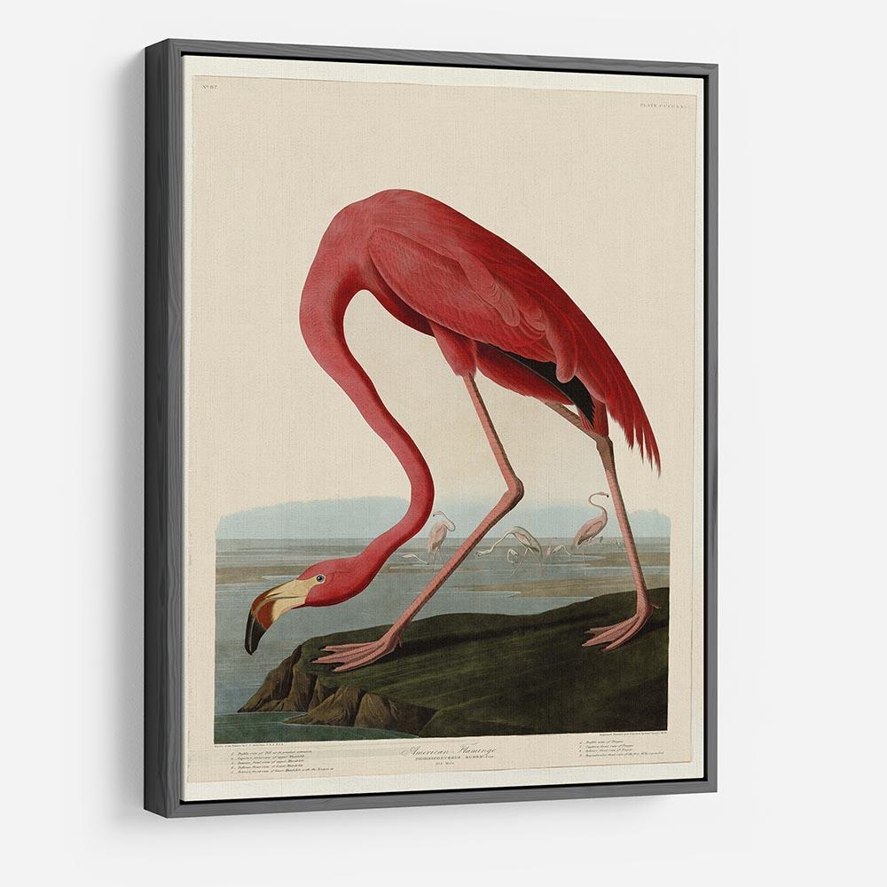 American Flamingo 2 by Audubon HD Metal Print - Canvas Art Rocks - 9