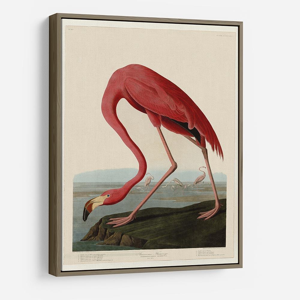 American Flamingo 2 by Audubon HD Metal Print - Canvas Art Rocks - 10