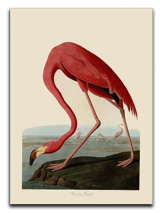 American Flamingo by Audubon Canvas Print or Poster - Canvas Art Rocks - 1