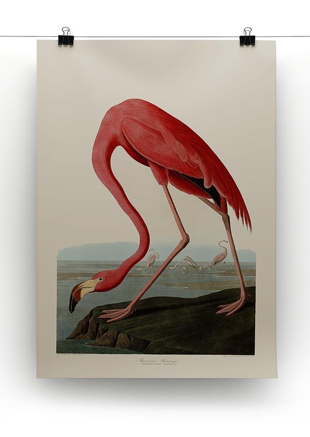 American Flamingo by Audubon Canvas Print or Poster - Canvas Art Rocks - 2
