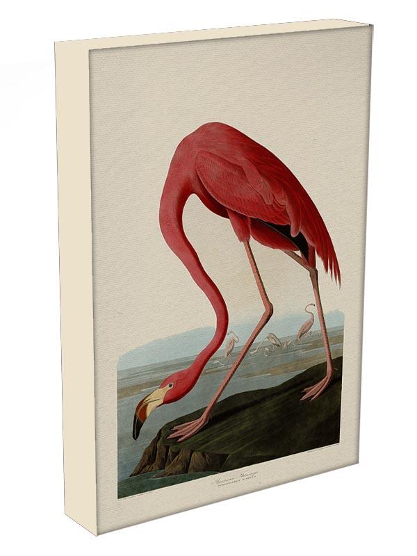 American Flamingo by Audubon Canvas Print or Poster - Canvas Art Rocks - 3