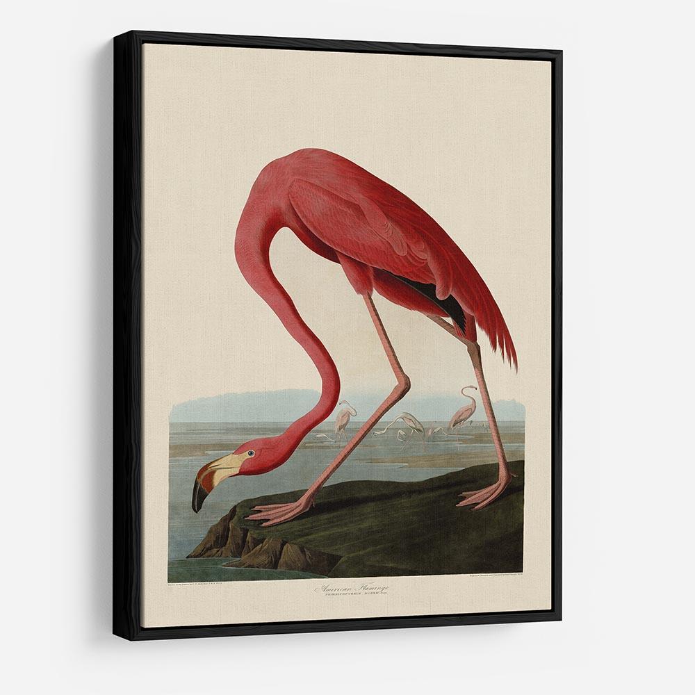American Flamingo by Audubon HD Metal Print - Canvas Art Rocks - 6