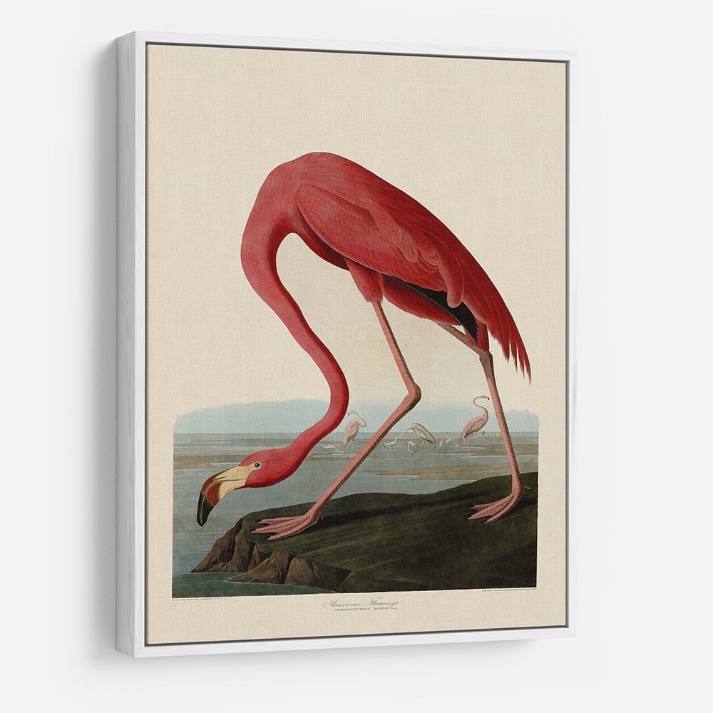 American Flamingo by Audubon HD Metal Print - Canvas Art Rocks - 7
