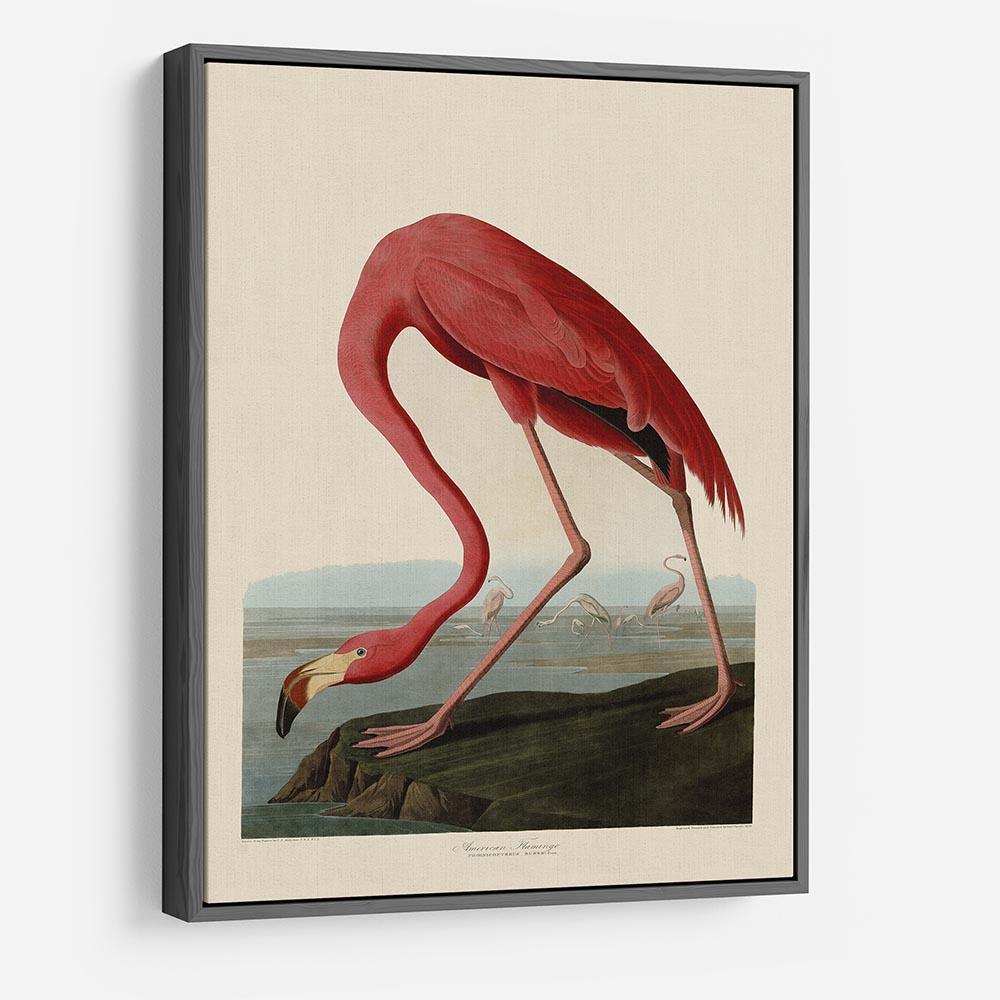American Flamingo by Audubon HD Metal Print - Canvas Art Rocks - 9