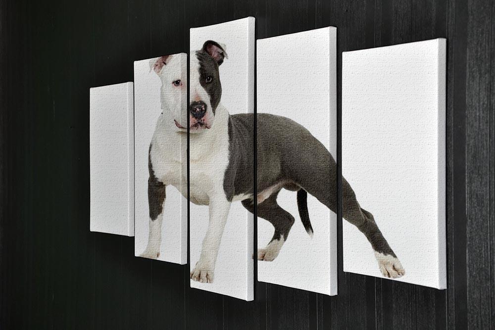 American Staffordshire terrier 5 Split Panel Canvas - Canvas Art Rocks - 2