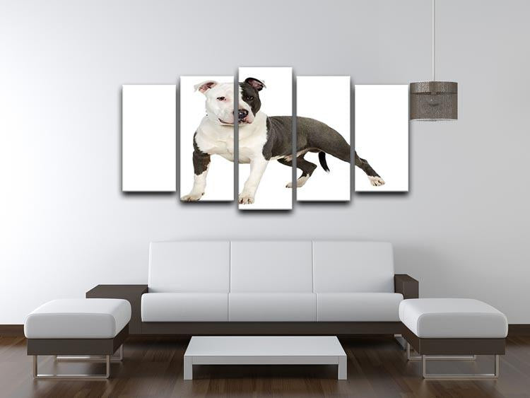 American Staffordshire terrier 5 Split Panel Canvas - Canvas Art Rocks - 3