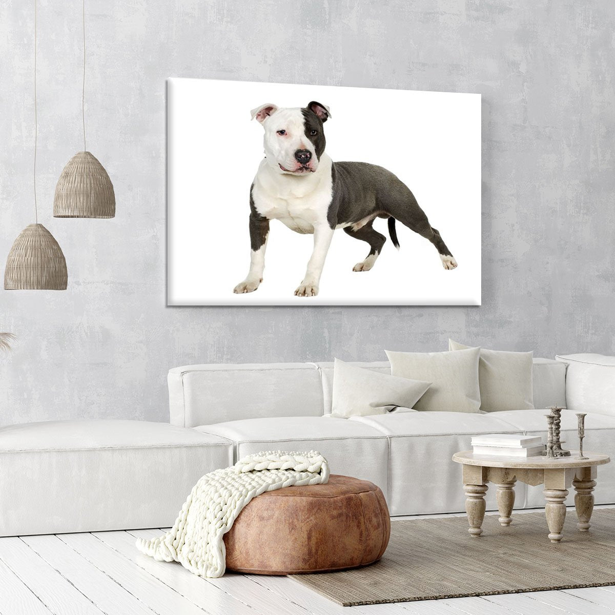 American Staffordshire terrier Canvas Print or Poster