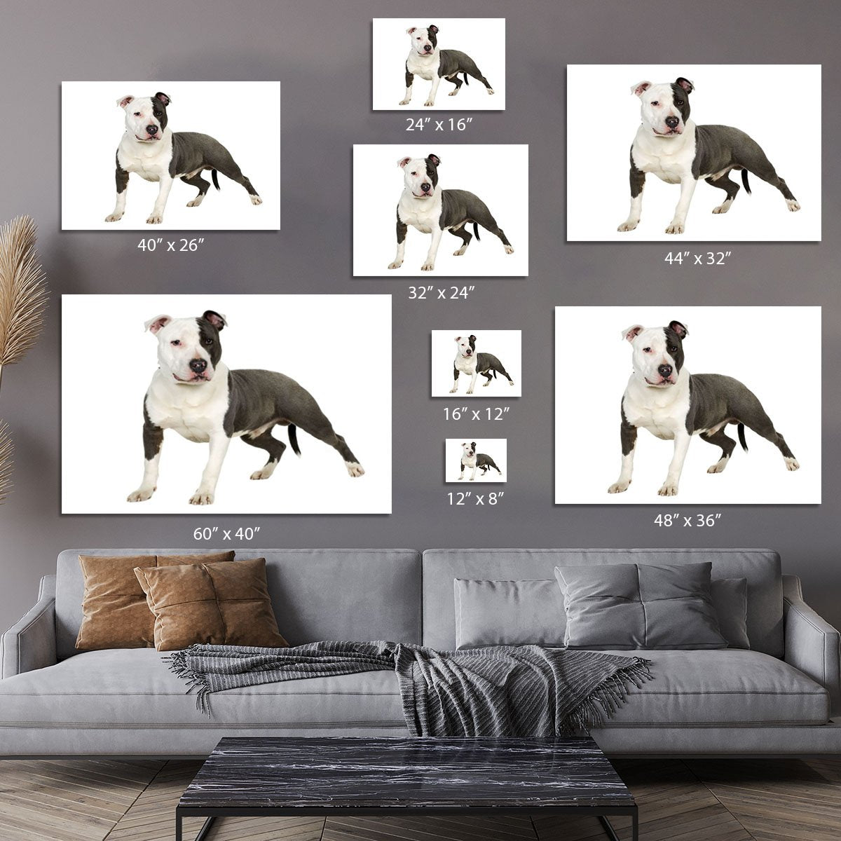American Staffordshire terrier Canvas Print or Poster