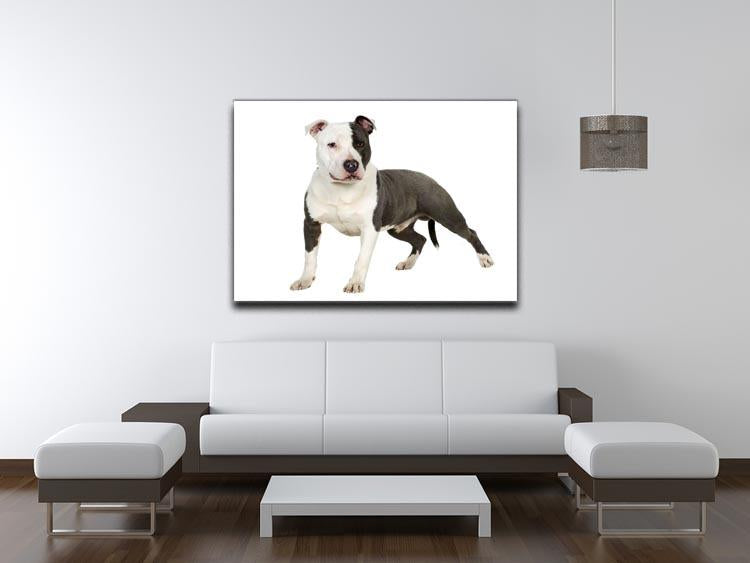 American Staffordshire terrier Canvas Print or Poster - Canvas Art Rocks - 4