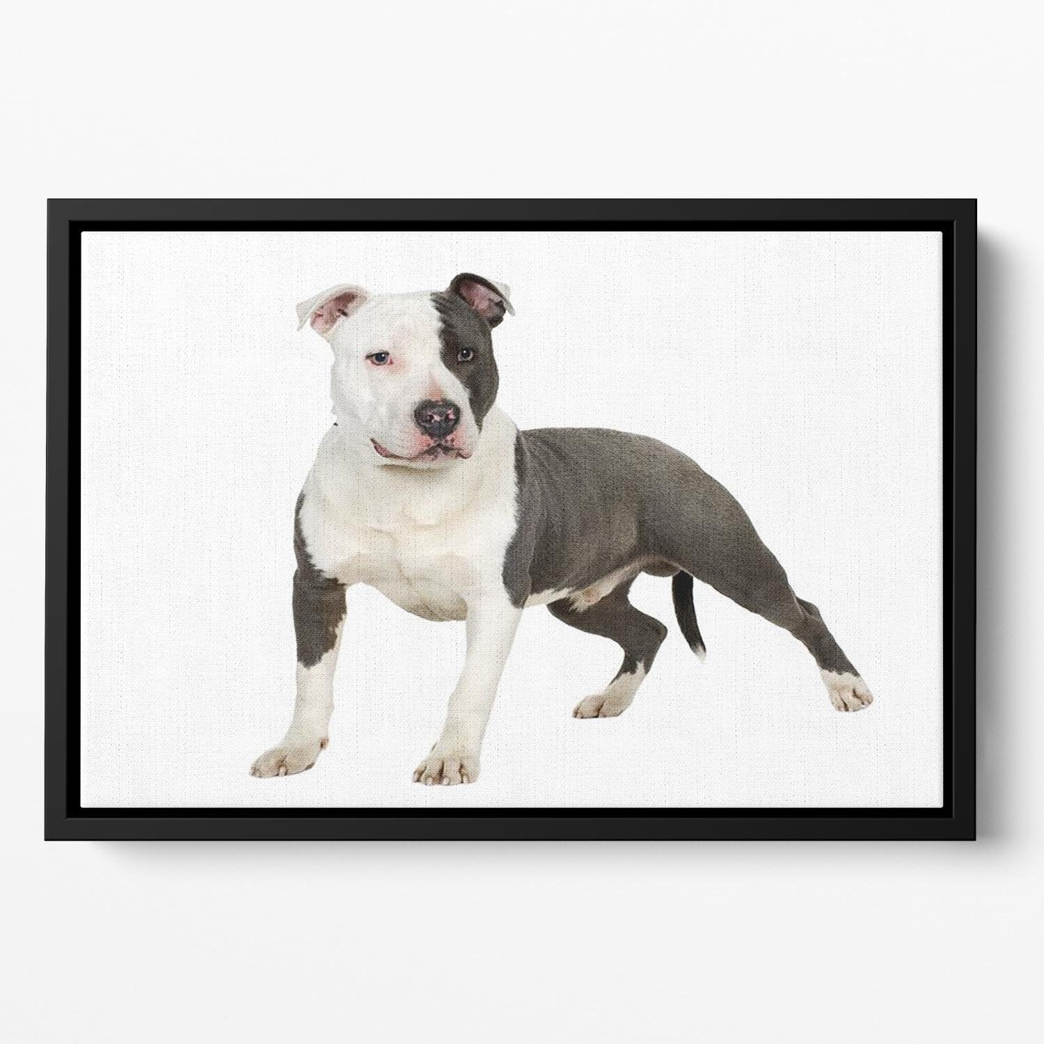 American Staffordshire terrier Floating Framed Canvas - Canvas Art Rocks - 2